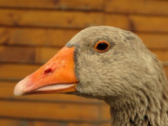 A brown goose with an orange beak. A brown goose with an orange beak.