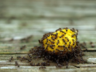 Rampant ants. Rampant ants.