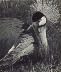 A very beaky bird. A very beaky bird.
