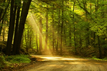 Beam of light shining through the trees. Beam of light shining through the trees.