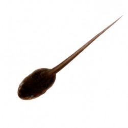 A single tadpole. A single tadpole.