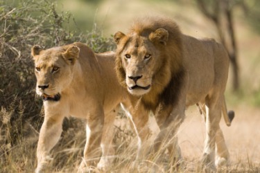 Tan is the color of the coat of these lions. Tan is the color of the coat of these lions.