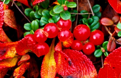 A cluster of bearberries. A cluster of bearberries.