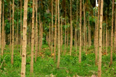 A grove of young teak trees. A grove of young teak trees.