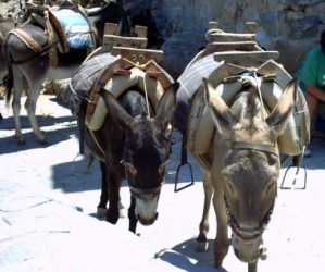 Several donkeys being used as beasts of burden. Several donkeys being used as beasts of burden.