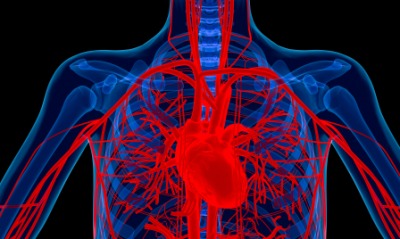 An illustration showing veins steming from the heart. An illustration showing veins steming from the heart.