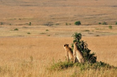 Two cheetahs in the veld. Two cheetahs in the veld.