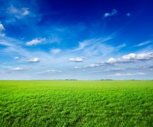 A verdant field. A verdant field.