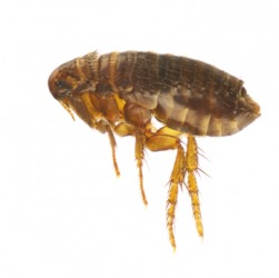 An example of vermin is this flea. An example of vermin is this flea.