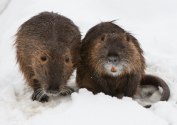 A pair of beavers in the snow. A pair of beavers in the snow.