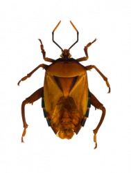 A bed bug. A bed bug.
