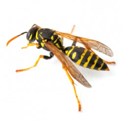 One type of wasp. One type of wasp.