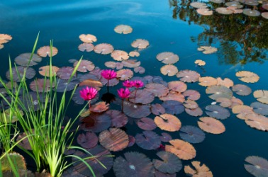 Beautiful water lilies. Beautiful water lilies.