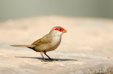 An African common waxbill. An African common waxbill.