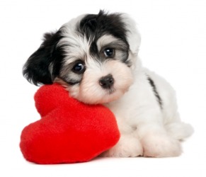 A cute wee puppy. A cute wee puppy.