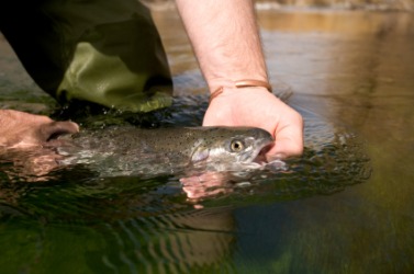 To abnegate is to release this fish. To abnegate is to release this fish.