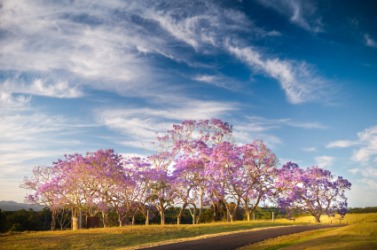Clouds float above a group of trees. Clouds float above a group of trees.