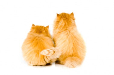 The backs of two cute kitties. The backs of two cute kitties.