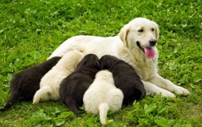 A bitch with her puppies. A bitch with her puppies.