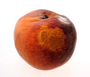 An example of blet. An example of blet.