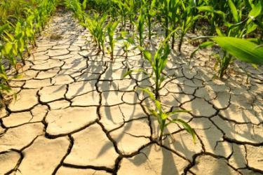 A bone-dry field. A bone-dry field.