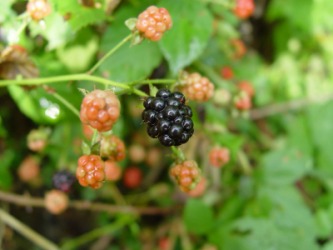 This blackberry bush is an example of a bramble. This blackberry bush is an example of a bramble.