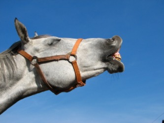 A donkey brays. A donkey brays.