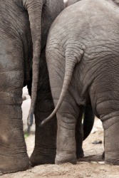 Elephant butts. Elephant butts.