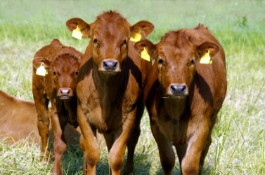 Three little calves. Three little calves.