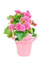 A pink begonia. A pink begonia.