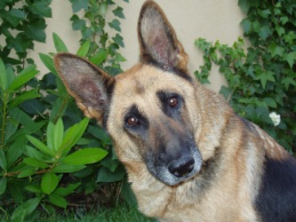 This German shepherd is a canine. This German shepherd is a canine.