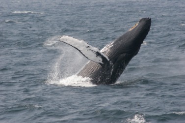 This whale is a behemoth. This whale is a behemoth.