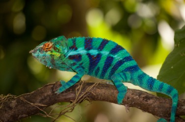 The chameleon is an example of a debrouillard. The chameleon is an example of a debrouillard.