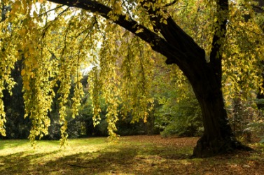 An alder tree in the summer sun. An alder tree in the summer sun.