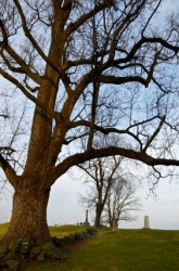 This deciduous tree has lost its leaves. This deciduous tree has lost its leaves.