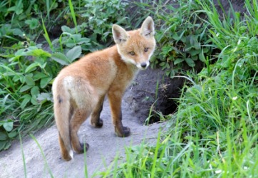 A fox outside her den. A fox outside her den.