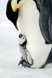 This baby penguin is dependant on its parent. This baby penguin is dependant on its parent.