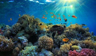 This coral reef is an example of an ecosystem. This coral reef is an example of an ecosystem.