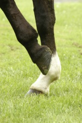 The gambs of a horse. The gambs of a horse.