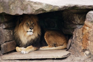 A lion in his lair. A lion in his lair.