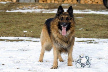 A Belgian sheepdog in the snow. A Belgian sheepdog in the snow.