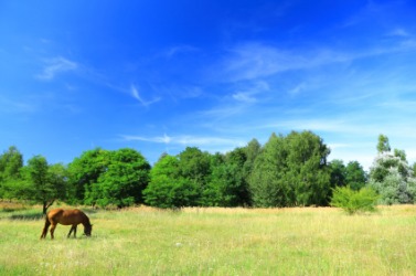 A horse grazes in a lea. A horse grazes in a lea.