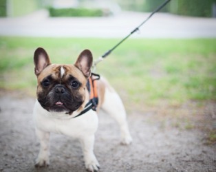 A little dog on a leash. A little dog on a leash.