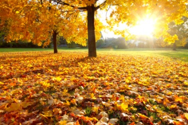 Colored leaves on the ground. Colored leaves on the ground.
