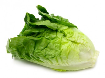 A head of Romaine lettuce. A head of Romaine lettuce.