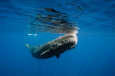 An example of leviathan is a whale. An example of leviathan is a whale.