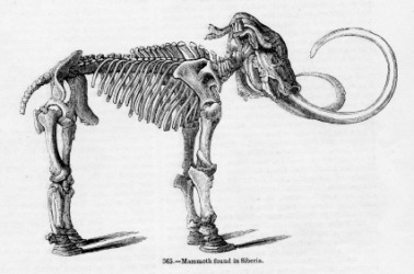 An illustration of a mammoths skeleton. An illustration of a mammoths skeleton.