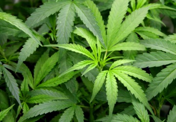 A marijuana plant. A marijuana plant.