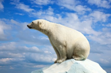 A large white polar bear. A large white polar bear.