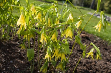 Bellwort flowers. Bellwort flowers.